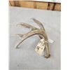 Image 3 : 77 2/8" Wild Whitetail Shed Antler