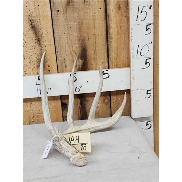 79" Wild Whitetail Shed Antler