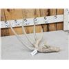 Image 2 : 79" Wild Whitetail Shed Antler