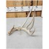 Image 3 : 79" Wild Whitetail Shed Antler