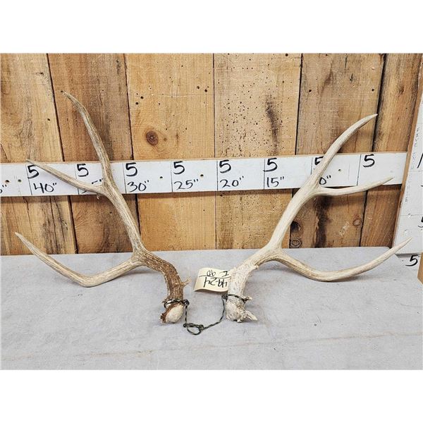 Big Set Of 4x4 Mule Deer Shed Antlers