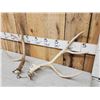 Image 2 : Big Set Of 4x4 Mule Deer Shed Antlers