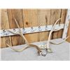 Image 3 : Big Set Of 4x4 Mule Deer Shed Antlers