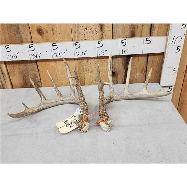 Set Of Wild 6x6 Whitetail Shed Antlers