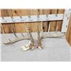 Image 1 : Set Of Wild 6x6 Whitetail Shed Antlers