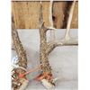 Image 3 : Set Of Wild 6x6 Whitetail Shed Antlers