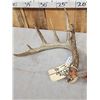 Image 4 : Set Of Wild 6x6 Whitetail Shed Antlers