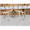 Image 6 : Set Of Wild 6x6 Whitetail Shed Antlers