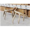 Image 8 : Set Of Wild 6x6 Whitetail Shed Antlers