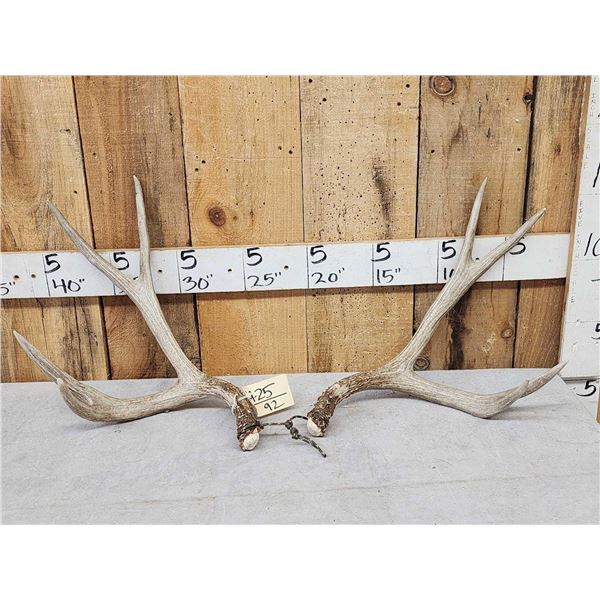Set Of 5x5 Mule Deer Shed Antlers