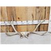 Image 1 : Set Of 5x5 Mule Deer Shed Antlers