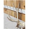 Image 3 : Set Of 5x5 Mule Deer Shed Antlers
