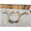 Image 4 : Set Of 5x5 Mule Deer Shed Antlers