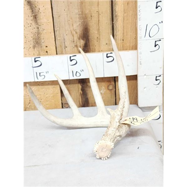 78" Wild Whitetail Shed Antler