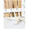 Image 1 : 78" Wild Whitetail Shed Antler