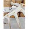 Image 3 : 78" Wild Whitetail Shed Antler
