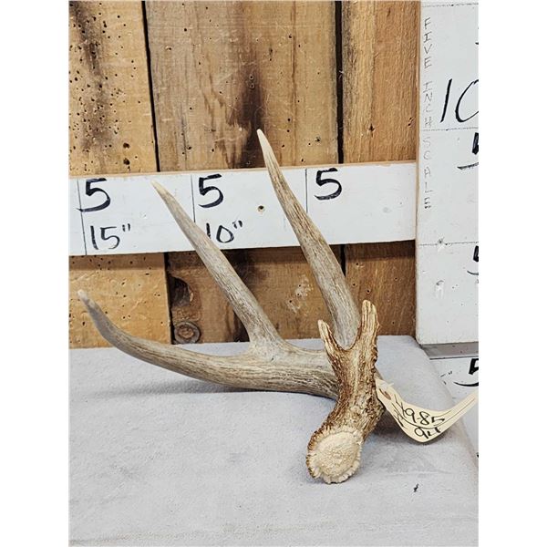Main Frame 4 Point Wild Whitetail Shed Antler