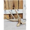 Image 1 : Main Frame 4 Point Wild Whitetail Shed Antler
