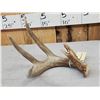 Image 2 : Main Frame 4 Point Wild Whitetail Shed Antler