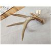 Image 3 : Main Frame 4 Point Wild Whitetail Shed Antler