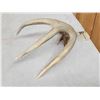 Image 4 : Main Frame 4 Point Wild Whitetail Shed Antler
