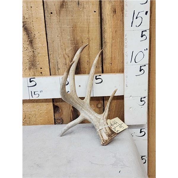 Mini Monster 4 Point Whitetail Shed Antler