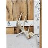 Image 1 : Mini Monster 4 Point Whitetail Shed Antler