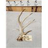 Image 2 : Mini Monster 4 Point Whitetail Shed Antler