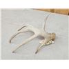Image 3 : Mini Monster 4 Point Whitetail Shed Antler