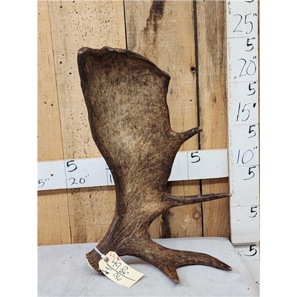 6.2 Lbs Alaskan Self Standing Moose Shed Antler