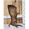 Image 1 : 6.2 Lbs Alaskan Self Standing Moose Shed Antler