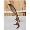 Image 4 : 6.2 Lbs Alaskan Self Standing Moose Shed Antler