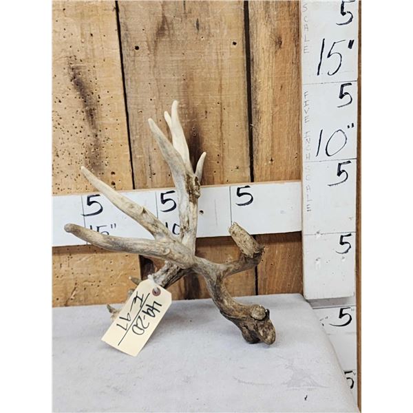 Main Frame 5 Point Whitetail Shed Antler