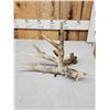 Image 2 : Main Frame 5 Point Whitetail Shed Antler