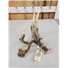 Image 3 : Main Frame 5 Point Whitetail Shed Antler