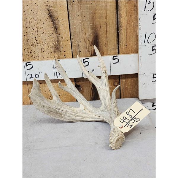 Heavy Mass Main Frame 5 Point Whitetail Shed Antler