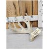 Image 1 : Heavy Mass Main Frame 5 Point Whitetail Shed Antler