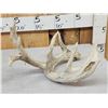 Image 3 : Heavy Mass Main Frame 5 Point Whitetail Shed Antler