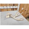 Image 4 : Heavy Mass Main Frame 5 Point Whitetail Shed Antler
