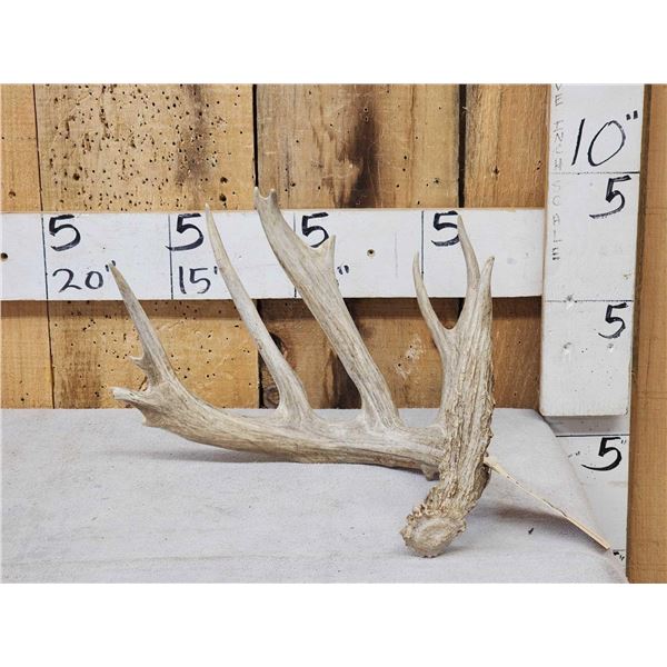 Main Frame 5 Point Whitetail Shed Antler