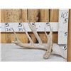 Image 1 : Main Frame 5 Point Whitetail Shed Antler