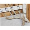 Image 2 : Main Frame 5 Point Whitetail Shed Antler