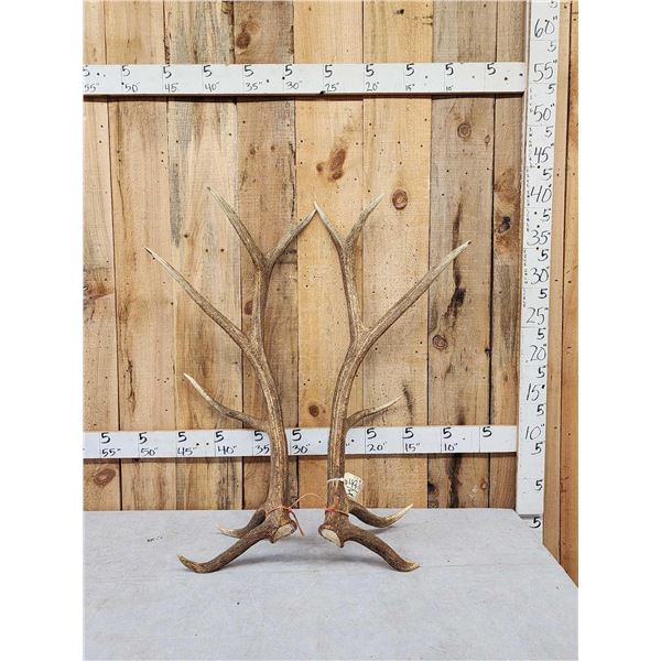 Set Of 6x6 Elk Shed Antlers