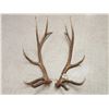 Image 2 : Set Of 6x6 Elk Shed Antlers