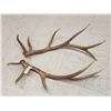 Image 3 : Set Of 6x6 Elk Shed Antlers