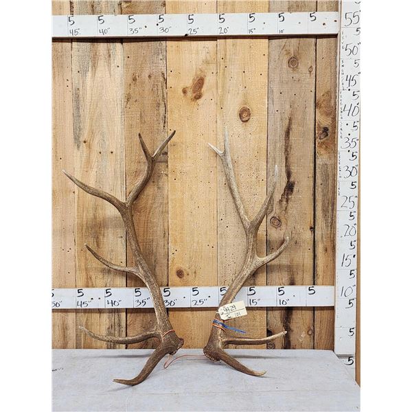 12 Lbs Set Of Elk Shed Antlers