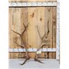 Image 1 : 12 Lbs Set Of Elk Shed Antlers