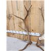 Image 2 : 12 Lbs Set Of Elk Shed Antlers