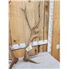 Image 3 : 12 Lbs Set Of Elk Shed Antlers