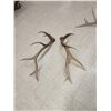 Image 4 : 12 Lbs Set Of Elk Shed Antlers